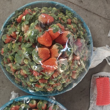大凉山应季冬草莓精品亮盒装盆子货十盒一网套烘焙大量有货
