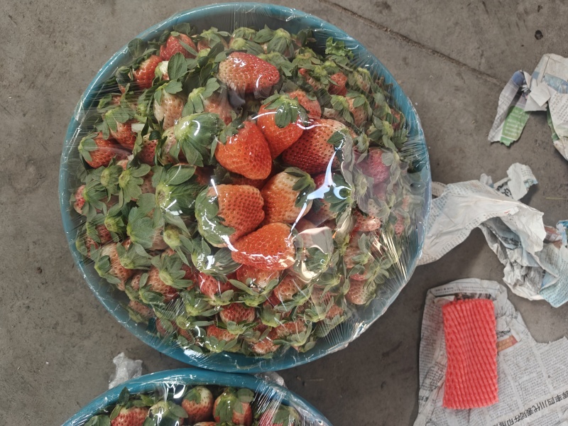 大凉山应季冬草莓精品亮盒装盆子货十盒一网套烘焙大量有货