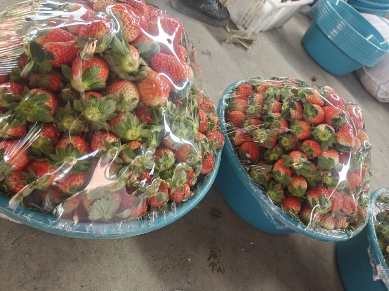大凉山应季冬草莓精品亮盒装盆子货十盒一网套烘焙大量有货