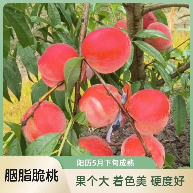 果园直发桃树苗新品种特早熟胭脂脆桃颜玉四号桃包对版成活率