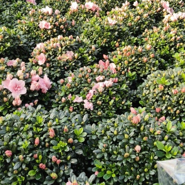 小桃花杜鹃花