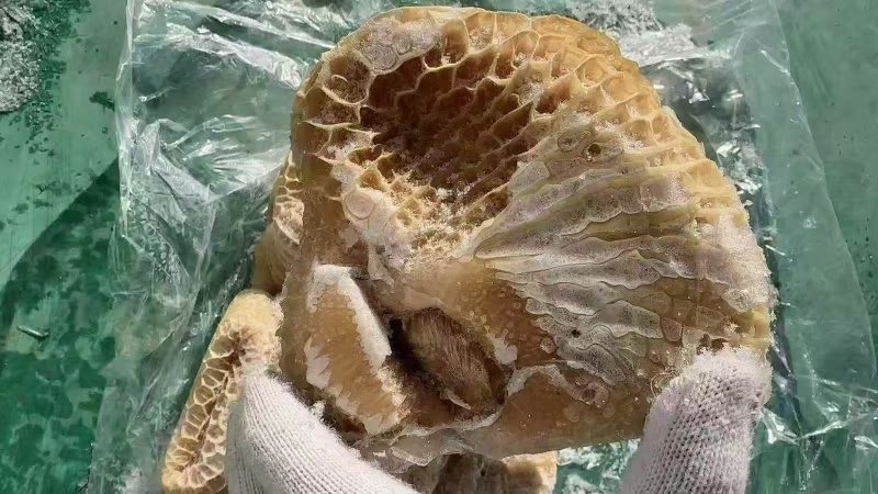 精品牛金肚