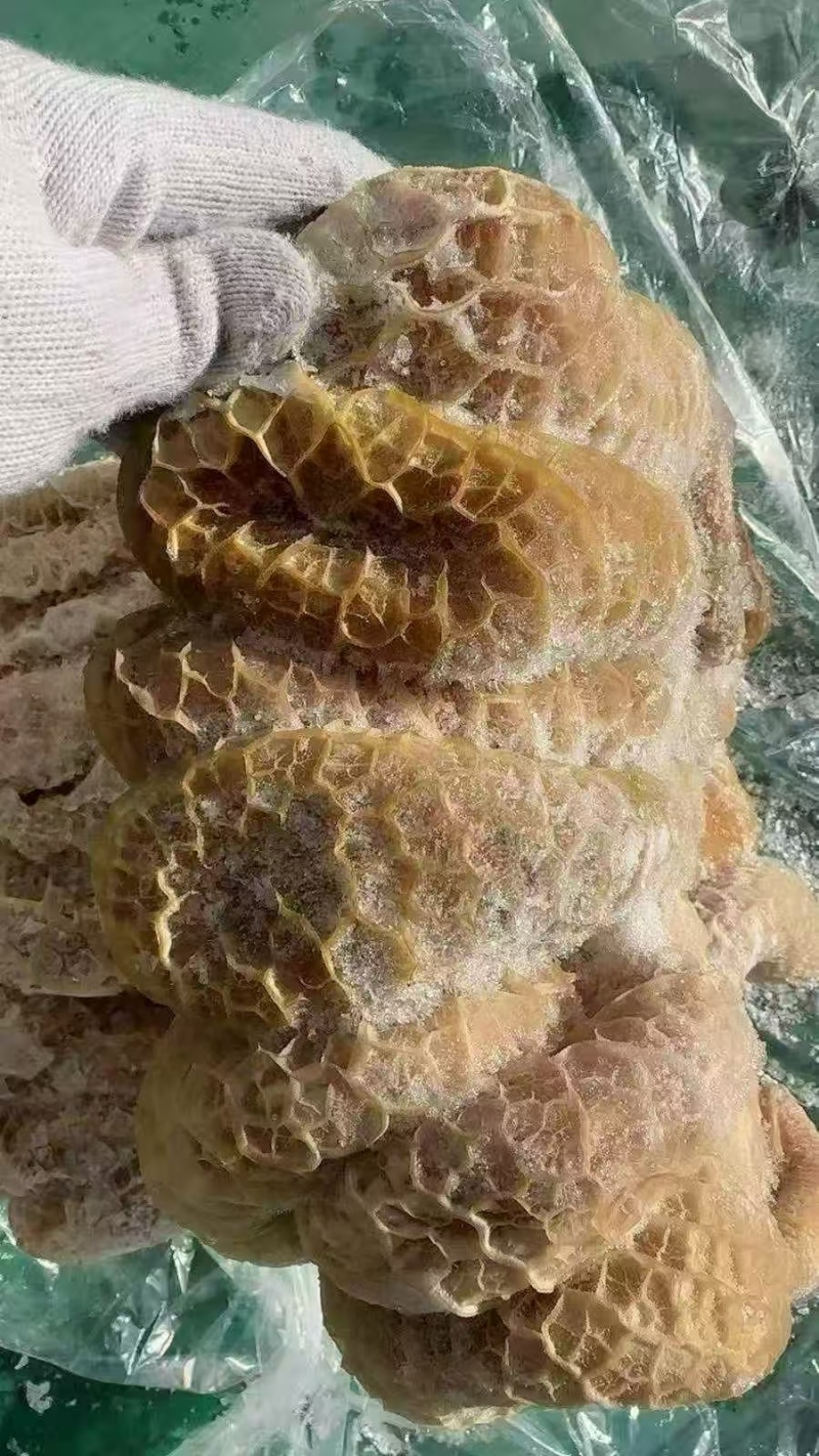 精品牛金肚