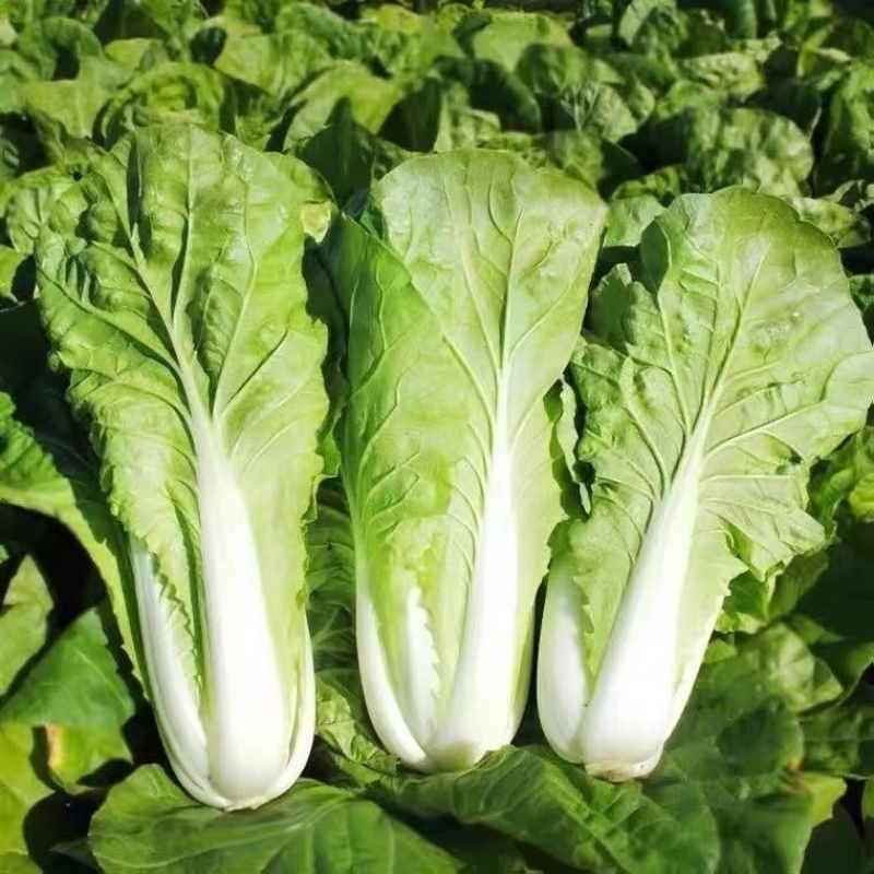 【热门】小白菜曹县奶白菜产地直发货源优质
