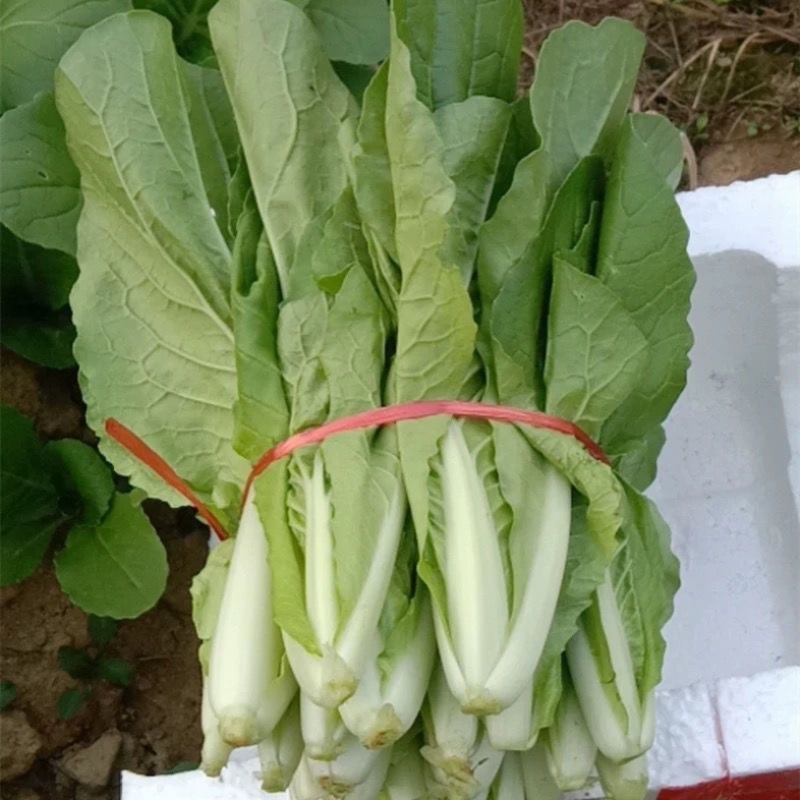 【热门】小白菜曹县奶白菜产地直发货源优质
