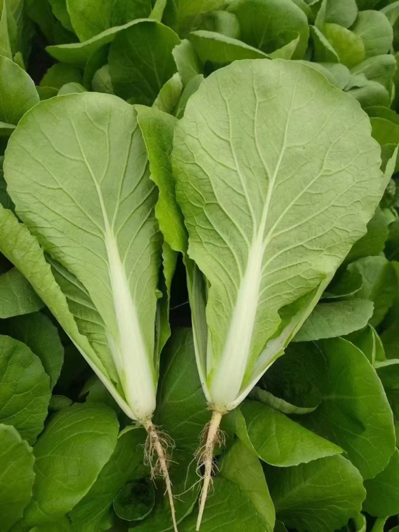 【热门】小白菜曹县奶白菜产地直发货源优质