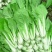 【热门】小白菜曹县奶白菜产地直发货源优质