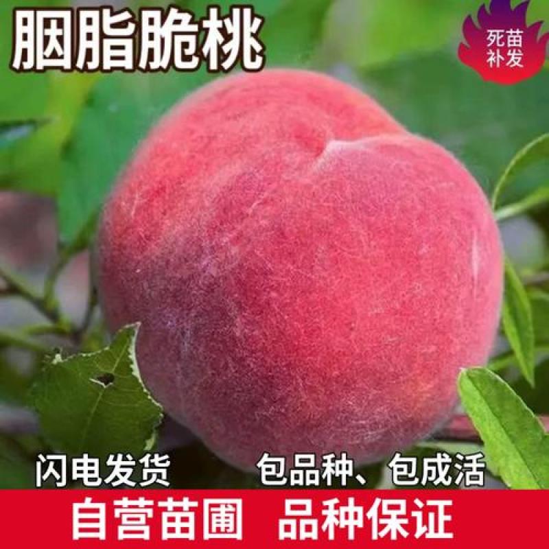 果园直发桃树苗新品种特早熟胭脂脆桃颜玉四号桃包对版成活率