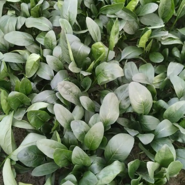 精品直杆波菜产地一手货源全国发货量大价优欢迎随时联系
