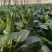 精品直杆波菜产地一手货源全国发货量大价优欢迎随时联系