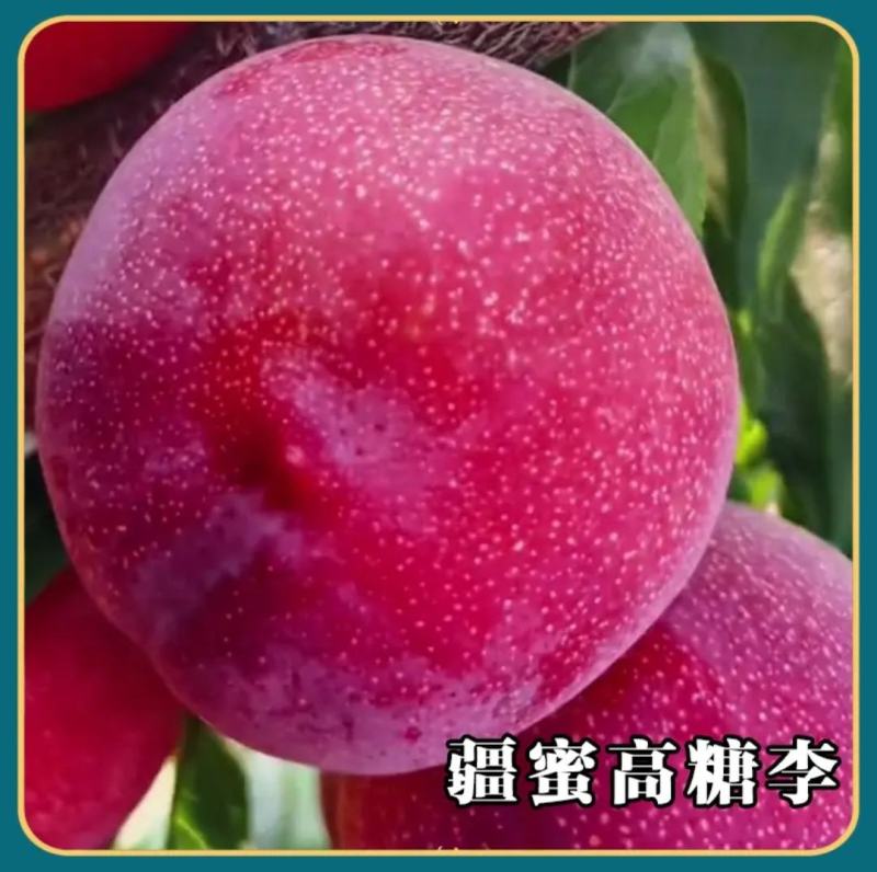 蜂蜜高糖红李桃形李苗6月底成熟红皮红肉味甜无酸质脆细嫩