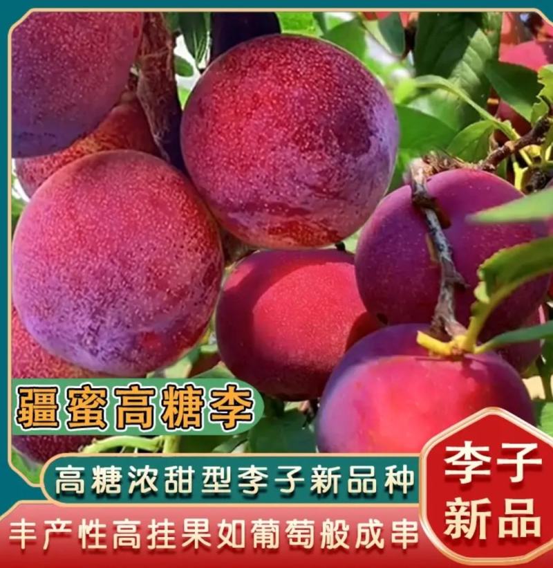 蜂蜜高糖红李桃形李苗6月底成熟红皮红肉味甜无酸质脆细嫩