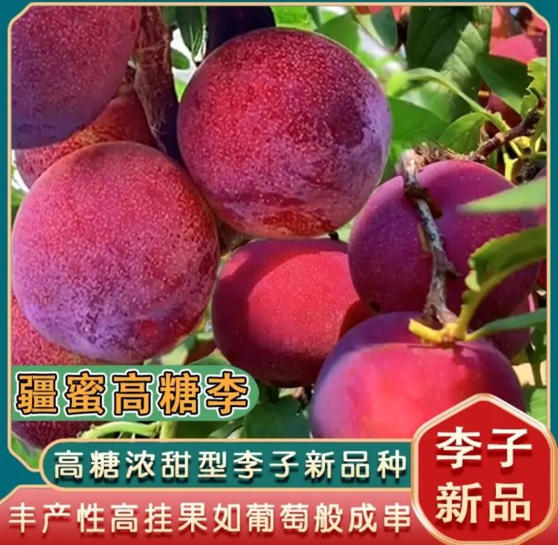 蜂蜜高糖红李桃形李苗6月底成熟红皮红肉味甜无酸质脆细嫩