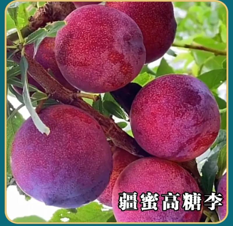 蜂蜜高糖红李桃形李苗6月底成熟红皮红肉味甜无酸质脆细嫩