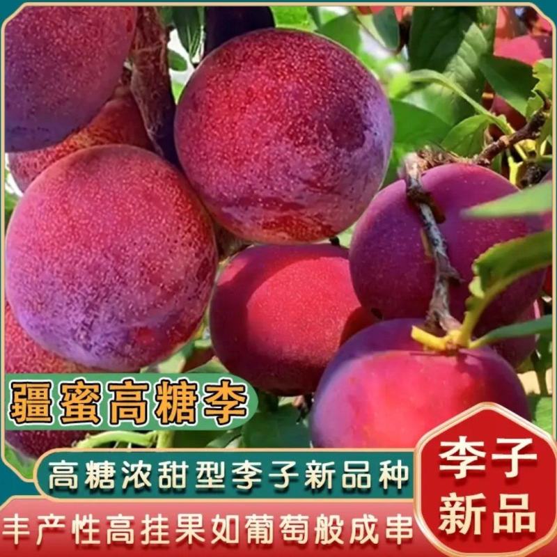蜂蜜高糖红李桃形李苗6月底成熟红皮红肉味甜无酸质脆细嫩