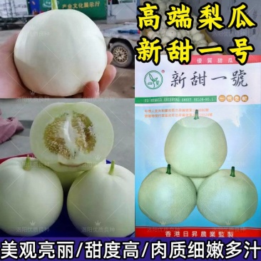 新甜一号奶香玉甜瓜种子白黄皮薄皮白肉高甜圆梨型香瓜甜瓜种