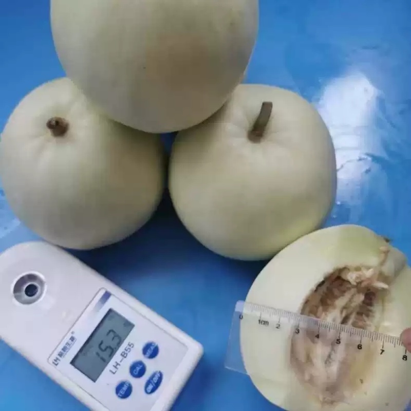 新甜一号奶香玉甜瓜种子白黄皮薄皮白肉高甜圆梨型香瓜甜瓜种