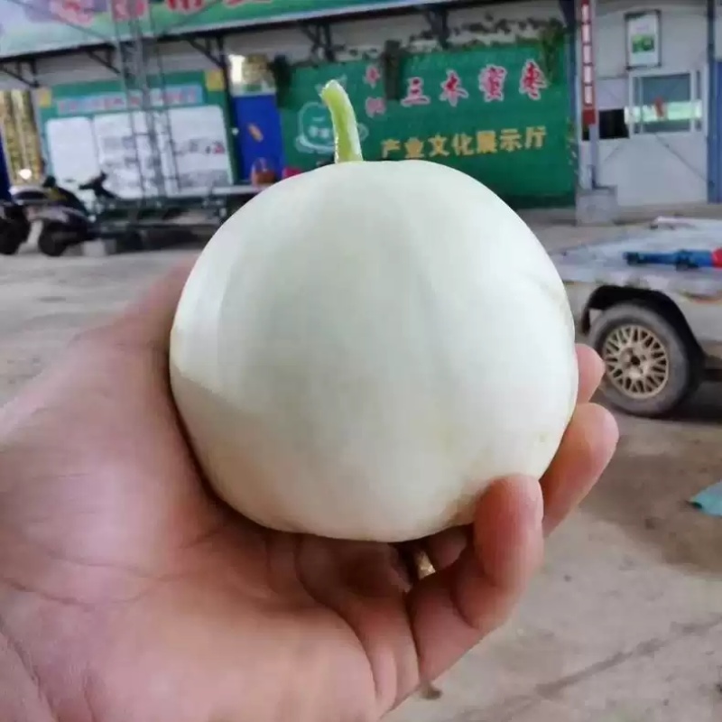 新甜一号奶香玉甜瓜种子白黄皮薄皮白肉高甜圆梨型香瓜甜瓜种