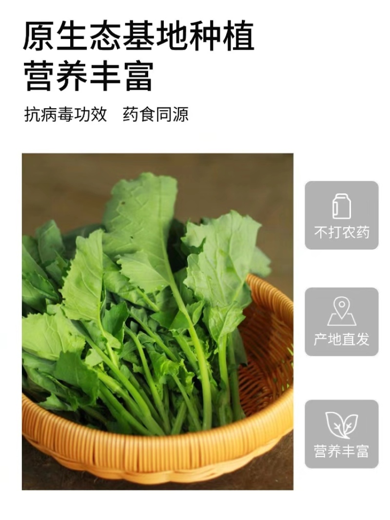 玉林陆川板蓝根青菜