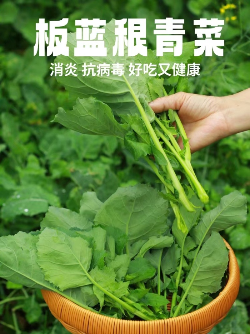 玉林陆川板蓝根青菜