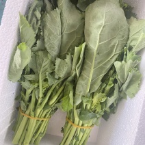 玉林陆川板蓝根青菜