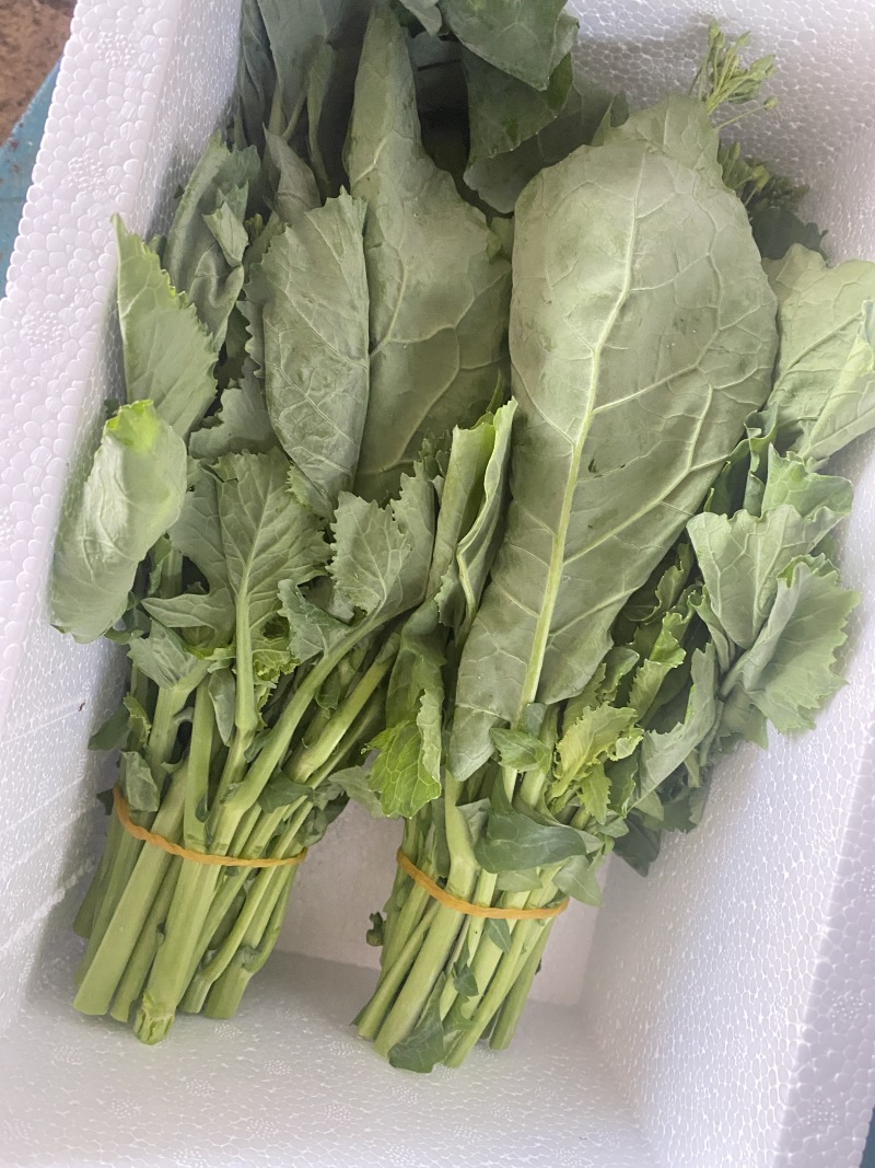玉林陆川板蓝根青菜