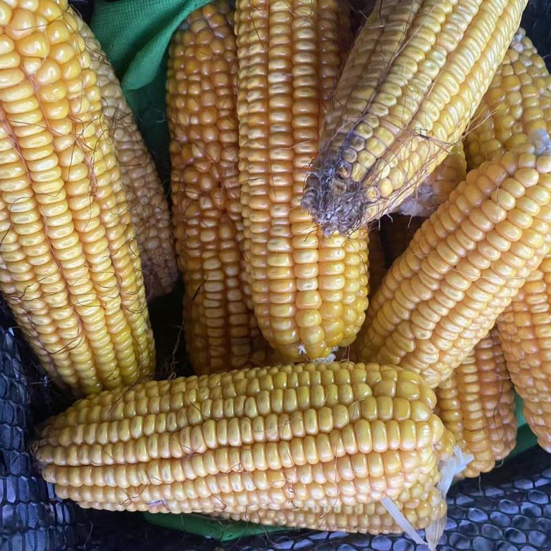 高硒玉米，每公斤硒含量4.18毫克
