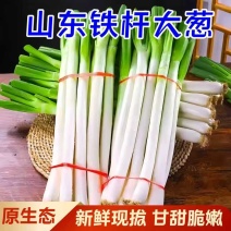 长白大葱，产地直发，全国发货，欢迎进店沟通，物美价廉。