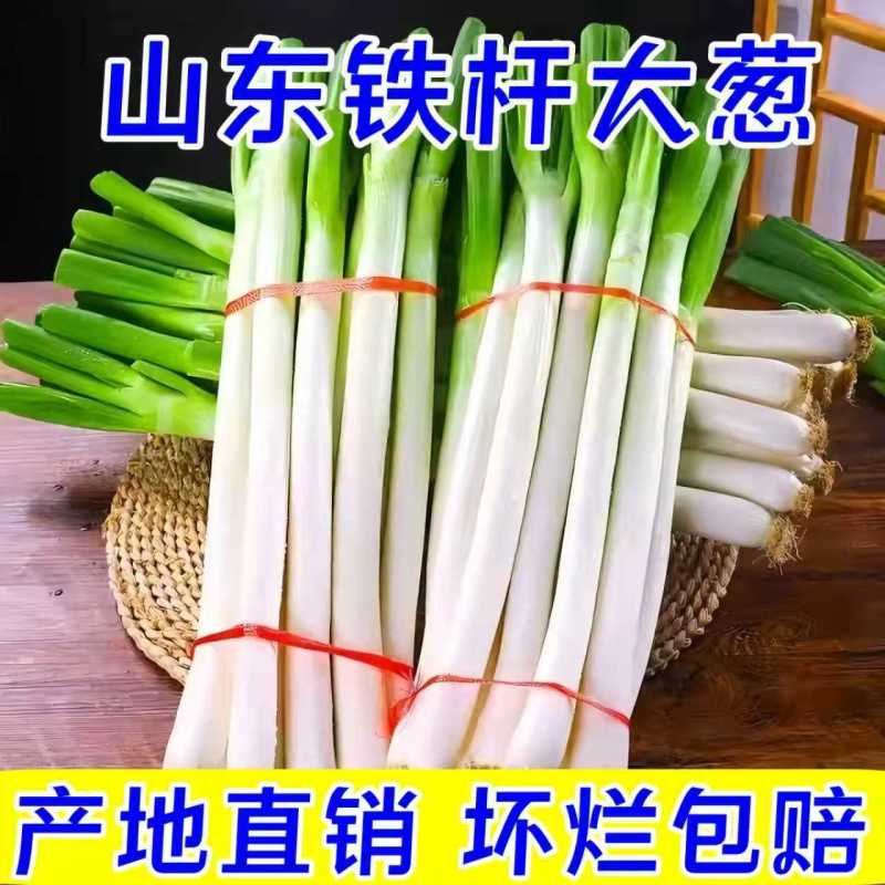 长白大葱，产地直发，全国发货，欢迎进店沟通，物美价廉。