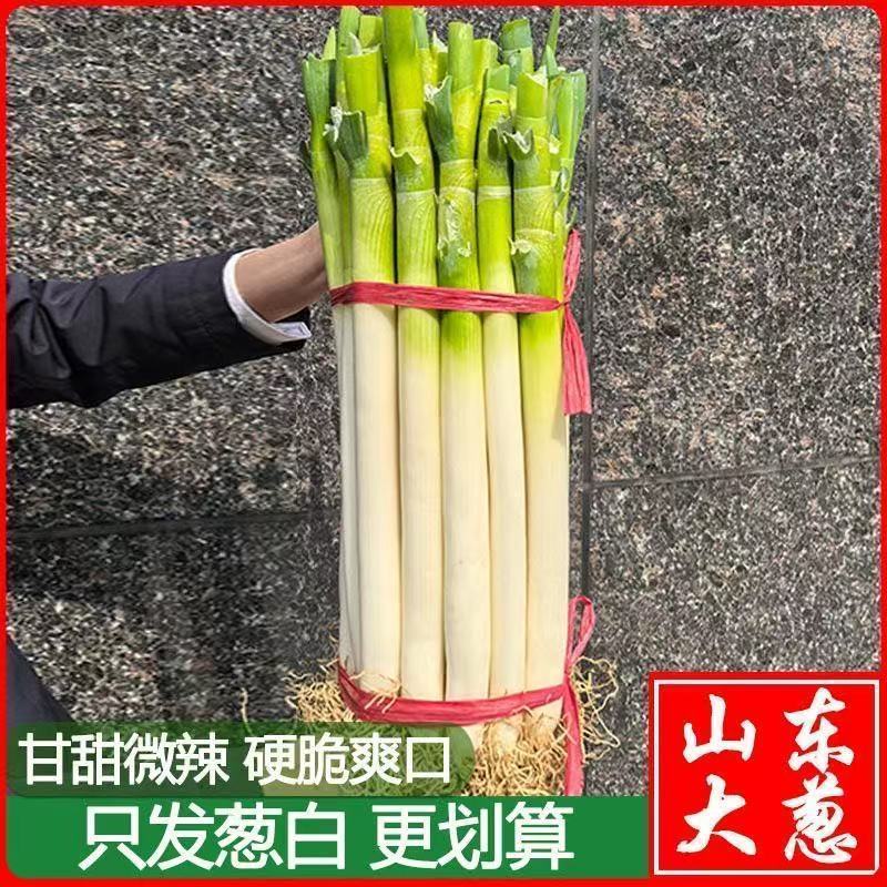 长白大葱，产地直发，全国发货，欢迎进店沟通，物美价廉。
