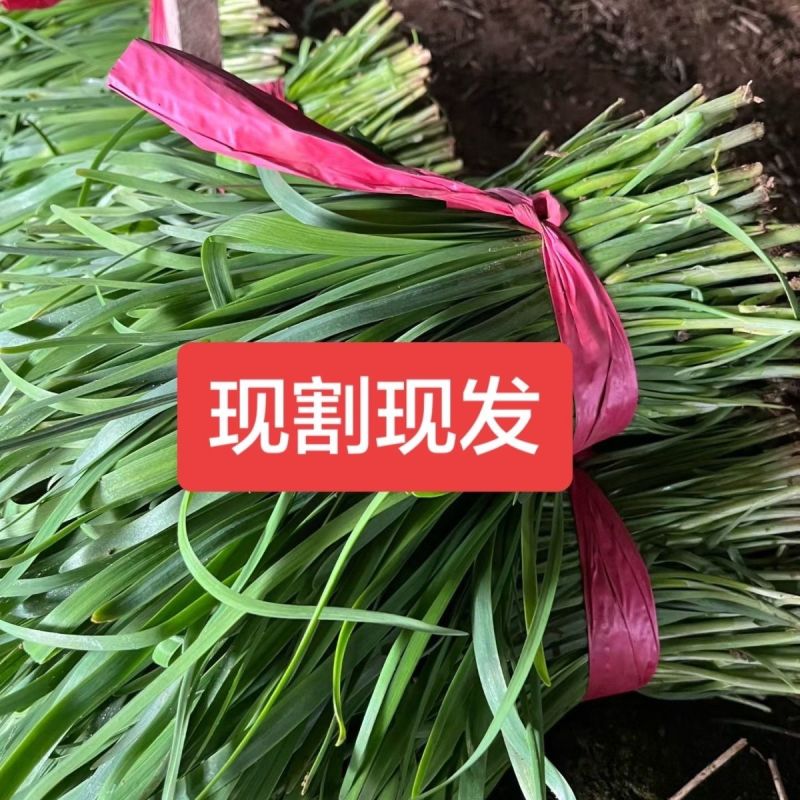 山东韭菜，产地直发，欢迎进店沟通，全国发货，新鲜美味。