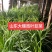 山东韭菜，产地直发，欢迎进店沟通，全国发货，新鲜美味。