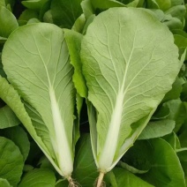 【热门】小白菜曹县奶白菜产地直发货源优质
