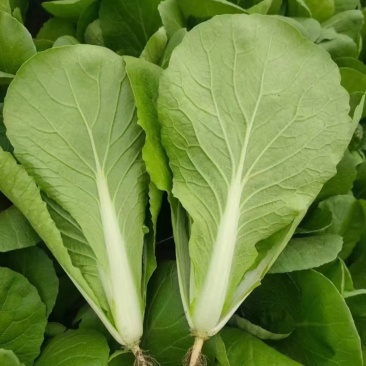 【热门】小白菜曹县奶白菜产地直发货源优质