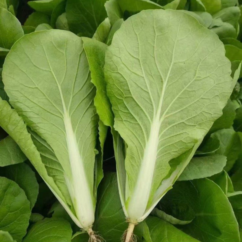 【热门】小白菜曹县奶白菜产地直发货源优质