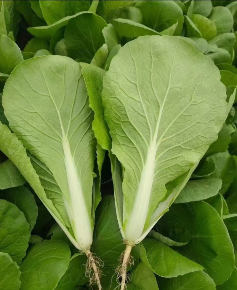 【热门】小白菜曹县奶白菜产地直发货源优质