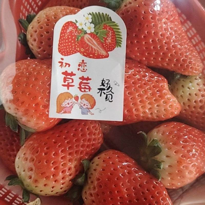 奶油草莓邳州港上草莓妙香草莓前湖草莓市场江苏徐州