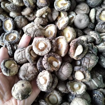 包邮精选优质面菇，新冬菇，干度好，形状好，基地直供