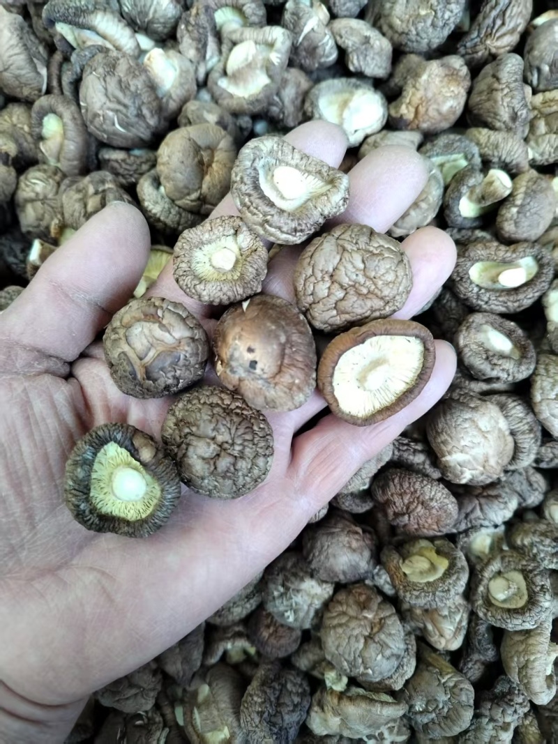 包邮精选优质面菇，新冬菇，干度好，形状好，基地直供