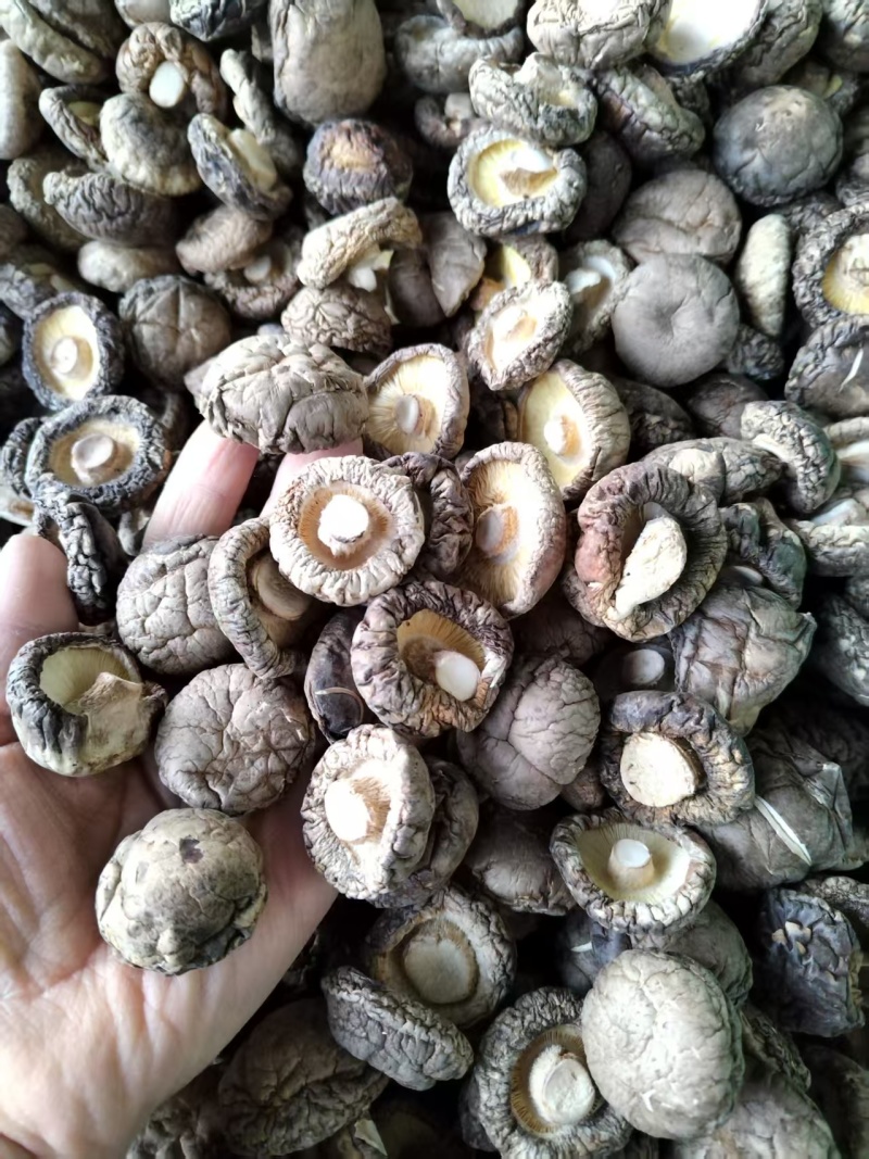 包邮精选优质面菇，新冬菇，干度好，形状好，基地直供