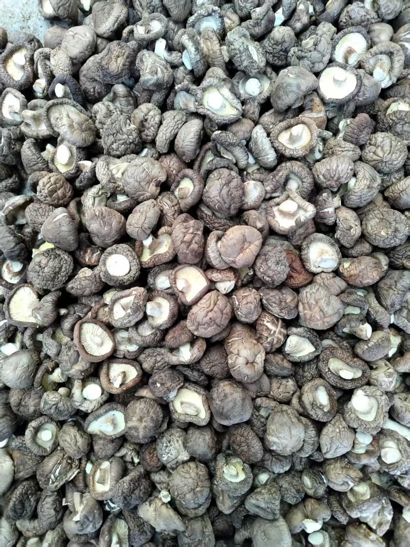 包邮精选优质面菇，新冬菇，干度好，形状好，基地直供