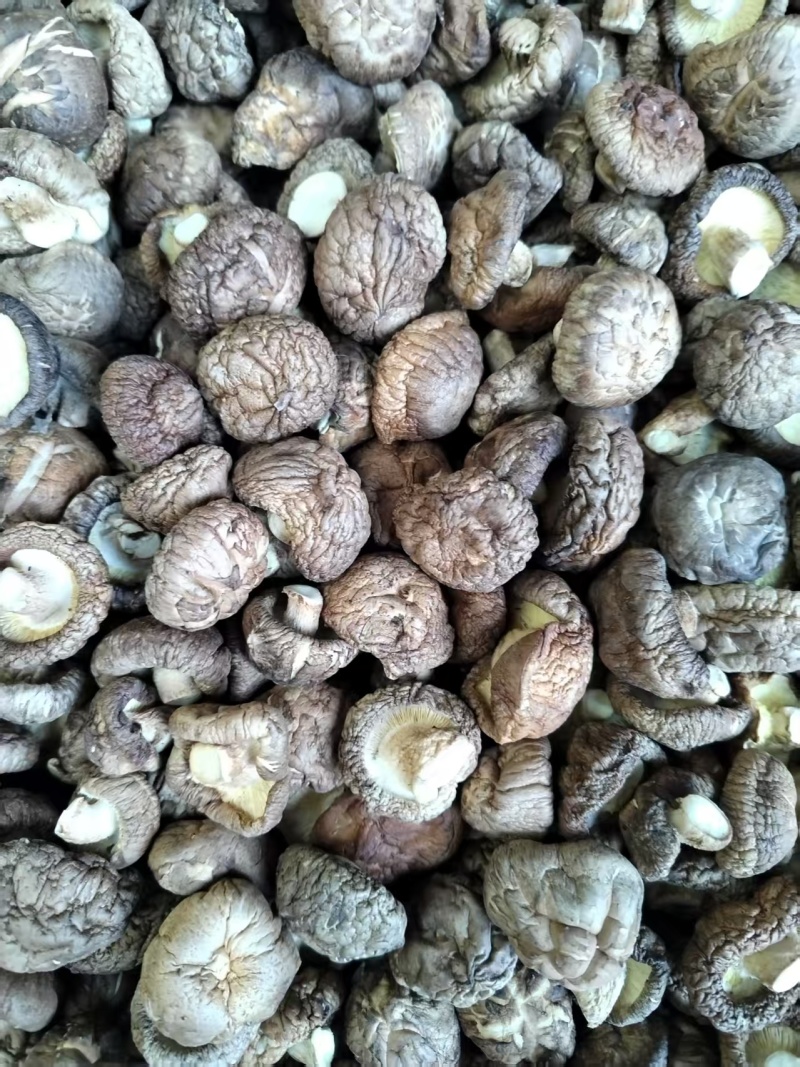 包邮精选优质面菇，新冬菇，干度好，形状好，基地直供