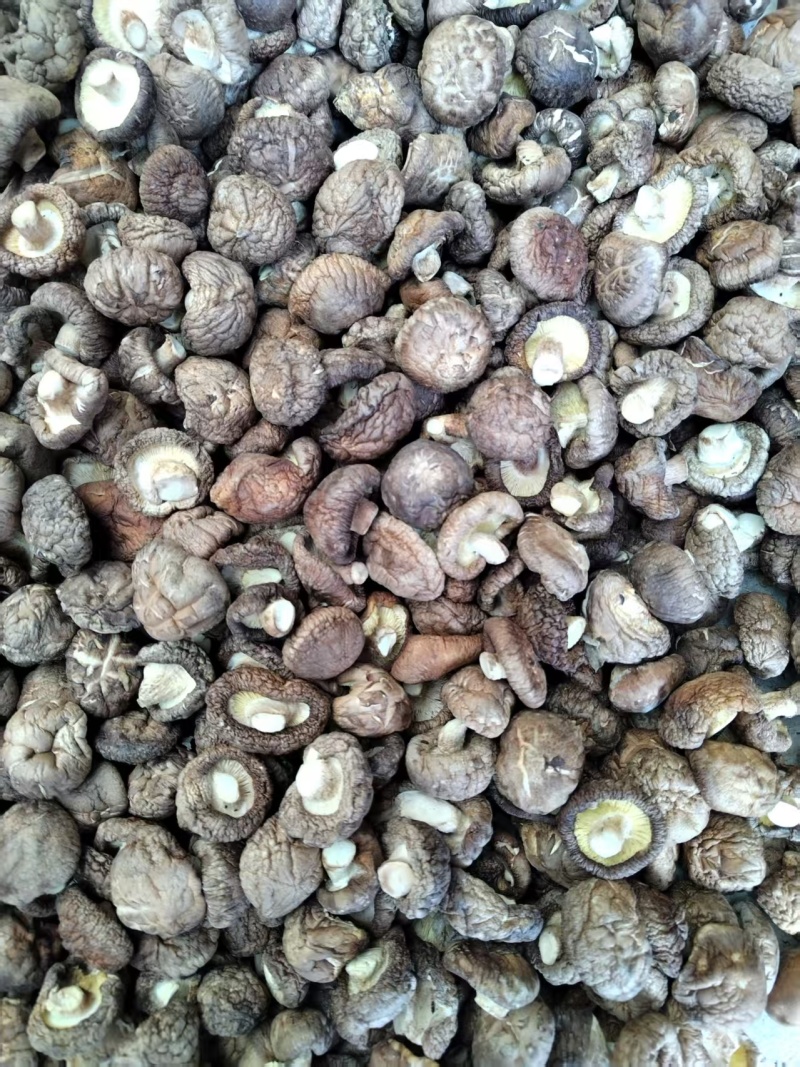 包邮精选优质面菇，新冬菇，干度好，形状好，基地直供