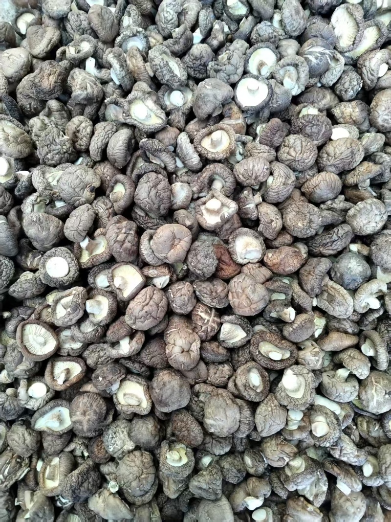 包邮精选优质面菇，新冬菇，干度好，形状好，基地直供