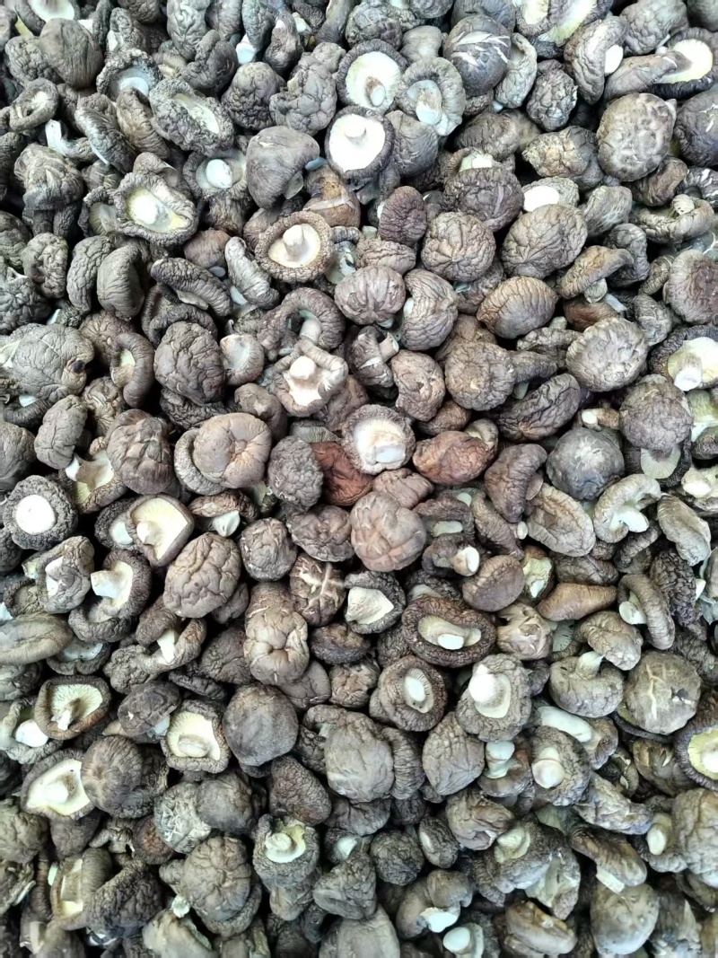 包邮精选优质面菇，新冬菇，干度好，形状好，基地直供