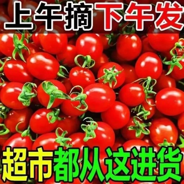 广西露天圣女果新鲜小番茄小西红柿水果一件代发代办