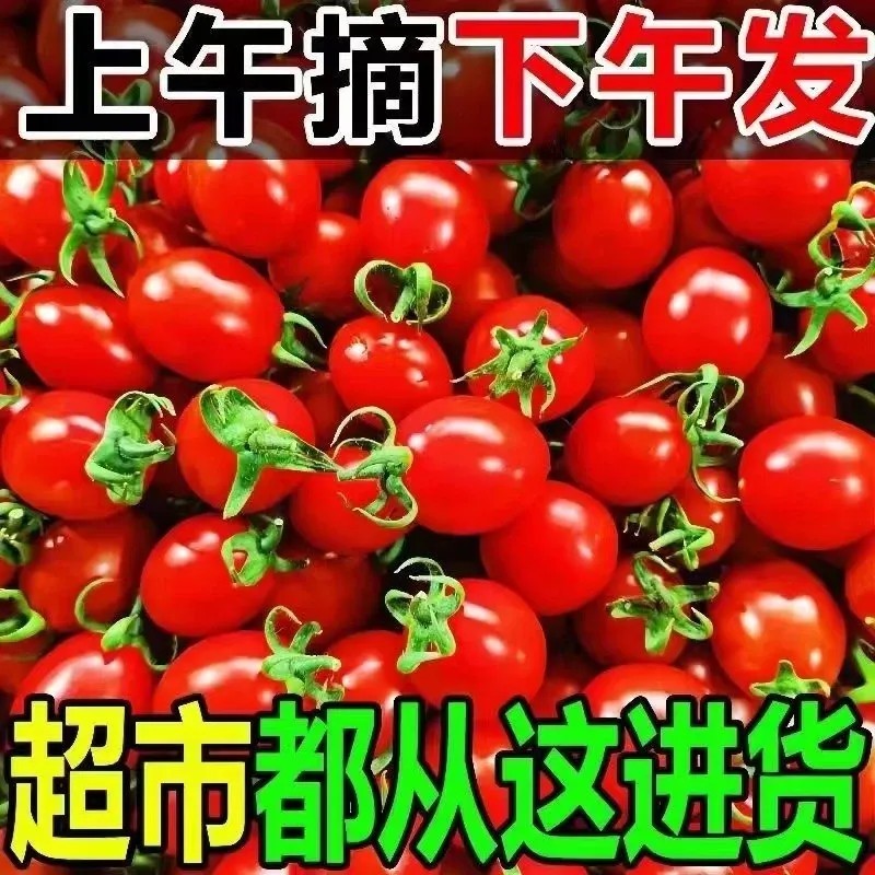广西露天圣女果新鲜小番茄小西红柿水果一件代发代办