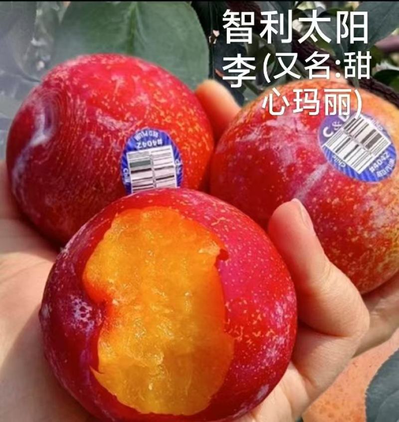 智利太阳李树苗，耐养活，抗寒，品质保证，量大从优