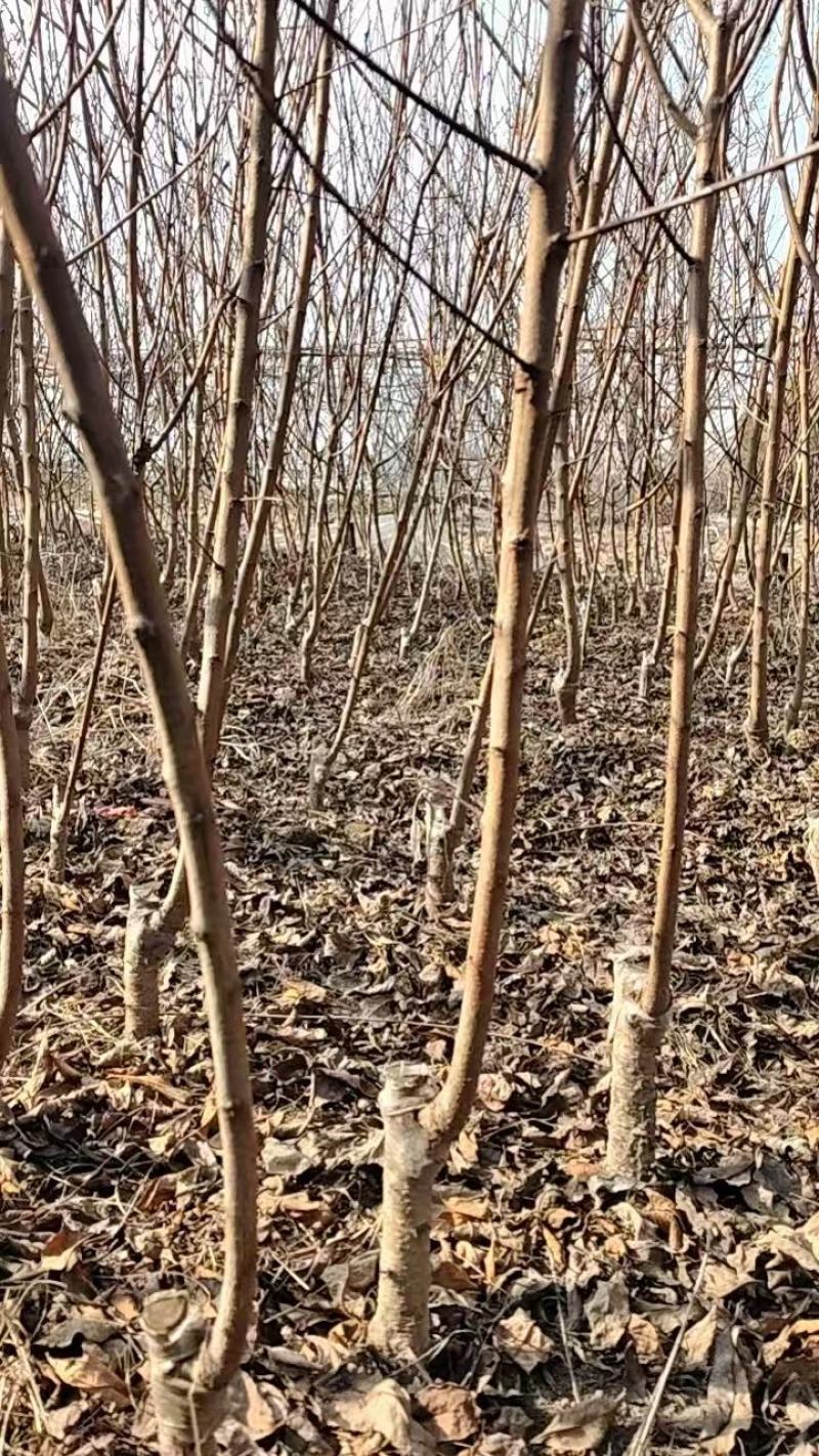 智利太阳李树苗，耐养活，抗寒，品质保证，量大从优