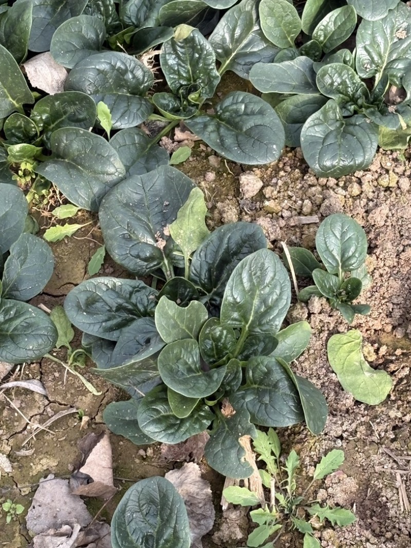趴地菠菜滑县精品趴地菠菜